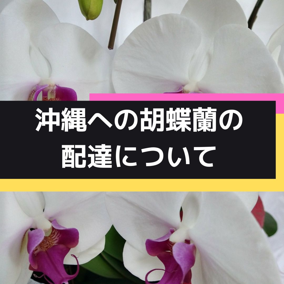沖縄のオンライン花屋・胡蝶蘭配達専門店・開店祝い